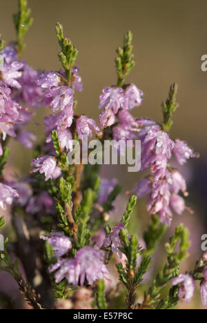 Bruyère commune, Calluna vulgaris Banque D'Images