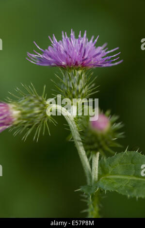 La couture trépointe thistle carduus crispus, Banque D'Images