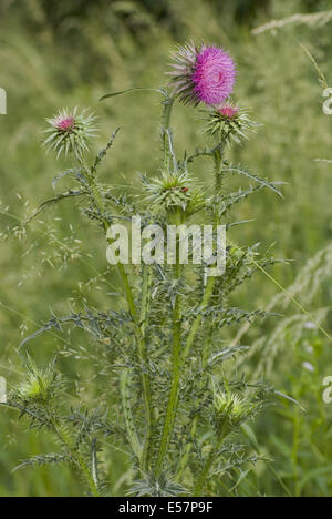Chardon penché, Carduus nutans ssp. nutans Banque D'Images