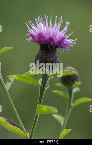 Moindre, la centaurée noire Centaurea nigra ssp. nemoralis Banque D'Images