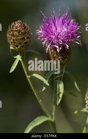 Moindre, la centaurée noire Centaurea nigra ssp. nemoralis Banque D'Images