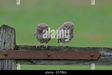 Paire de petites chouettes (owlets)-Athene noctua perché sur une ancienne porte, l'été, au Royaume-Uni. Banque D'Images