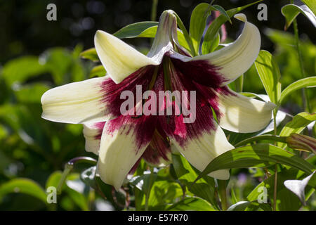 Grande fleur de la trompette, Lilium nepalense lily exotiques Banque D'Images