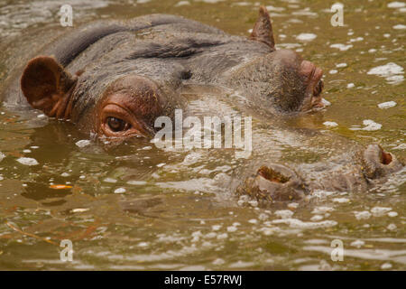 Hippo face portrait Banque D'Images