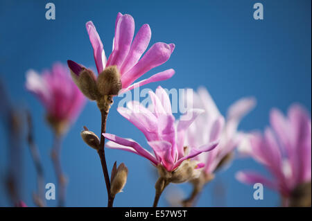 Fleurs Magnolia rose au début du printemps Banque D'Images