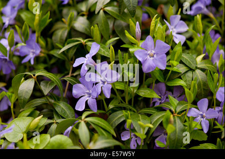 Vinca Pervenche fleurs pourpres ou Banque D'Images