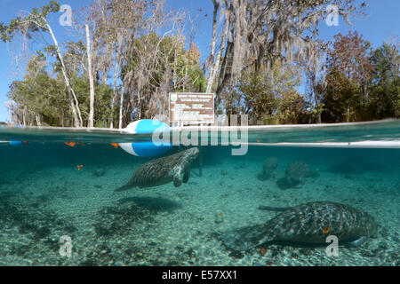 Les animaux sauvages en voie de disparition - lamantins antillais à habitat protégé dans trois Sœurs Springs, Florida, USA Banque D'Images