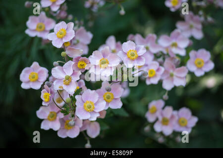 Anemone hupehensis japonais rose fleurs close up Banque D'Images