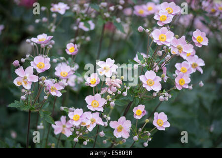 Anemone hupehensis japonais rose fleurs close up Banque D'Images