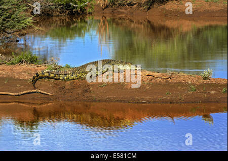 Le crocodile du Nil (Crocodylus niloticus), Erindi Private Game Reserve, Namibie Banque D'Images