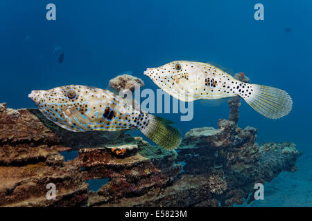 Deux balistes (Aluterus scriptus griffonné), Red Sea, Egypt Banque D'Images