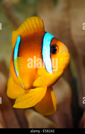 Les jeunes Mer Rouge poissons clowns (Amphiprion bicinctus), Red Sea, Egypt Banque D'Images