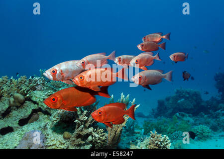 Lunar-Shoal (Priacanthus hamrur obèse queue) sur les récifs coralliens, Red Sea, Egypt Banque D'Images