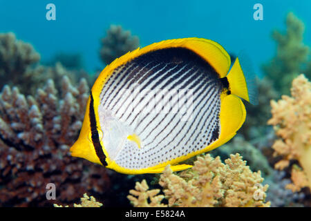 Papillons (Chaetodon melannotus Blackback), Red Sea, Egypt Banque D'Images