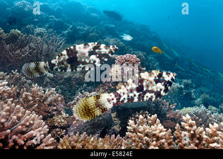 Deux balistes (Aluterus scriptus griffonné), Red Sea, Egypt Banque D'Images