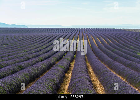 Champ de lavande à Valensole, Plateau de Valensole, département des Alpes de Haute Provence, Provence, France Banque D'Images