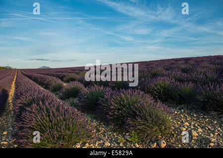 Champ de lavande dans la lumière du soir, le Plateau de Valensole à Valensole, Provence, Provence-Alpes-Côte d&# 39;Azur, France Banque D'Images