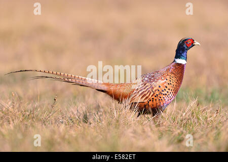 Le faisan (Phasianus colchicus) dans un pré en automne, Kujawy-Pomerania Province, Pologne Banque D'Images