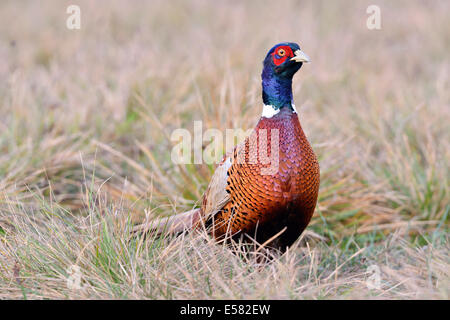 Le faisan (Phasianus colchicus) dans un pré en automne, Kujawy-Pomerania Province, Pologne Banque D'Images