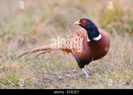 Le faisan (Phasianus colchicus) dans un pré en automne, Kujawy-Pomerania Province, Pologne Banque D'Images