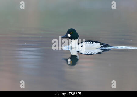 Le Garrot à œil d'or (Bucephala clangula), Drake, Saxe, Allemagne Banque D'Images