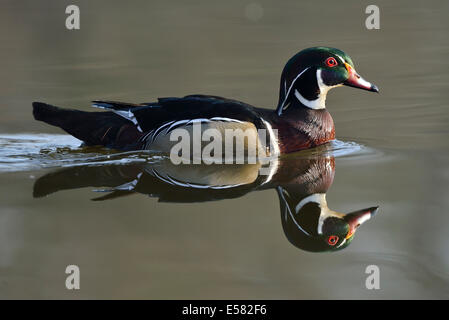 Le Canard branchu (Aix sponsa), animaux échappés, Saxe, Allemagne Banque D'Images