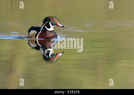 Le Canard branchu (Aix sponsa), animaux échappés, Saxe, Allemagne Banque D'Images