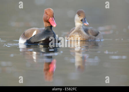 Nette rousse (Netta rufina), paire, Saxe, Allemagne Banque D'Images