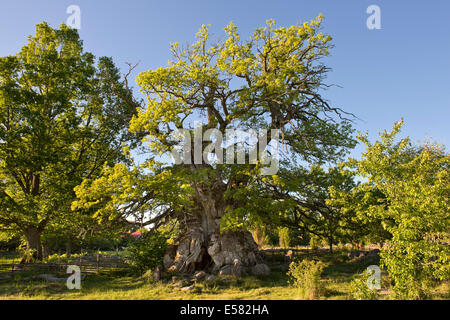 Ou Kvill Rumskulla, le plus vieux chêne Arbre de chêne en Suède, plus de 1000 ans, Rumskulla, Smaland, Suède Banque D'Images