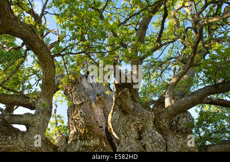 Ou Kvill Rumskulla, le plus vieux chêne Arbre de chêne en Suède, plus de 1000 ans, Rumskulla, Smaland, Suède Banque D'Images