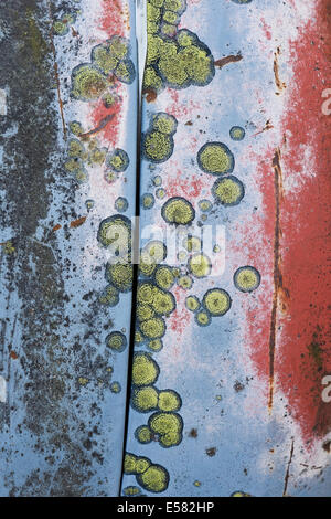La rouille, les rayures et de lichen sur caisse de wagon, Kyrkö Mosse junkyard, Ryd, Templin, comté de Kronoberg, Suède Banque D'Images
