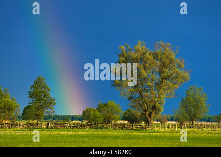 Arc-en-ciel sur un saule (Salix), Parc national de Biebrza, Pologne Banque D'Images