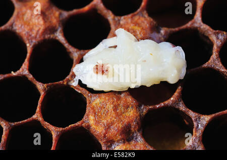 Colonie d'abeilles infestées par les acariens de l'Abeille Varroa (Varroa destructor, syn. Jacobsoni), mite sur une larve d'abeille (Apis mellifera var Banque D'Images