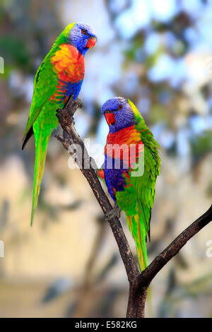 Rainbow loriquets verts (Trichoglossus haematodus), perchée sur une paire d'arbre, l'Australie du Sud, Australie Banque D'Images