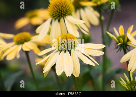 Echinacea 'Amber' fleurs. Coneflower dans une frontière. Banque D'Images