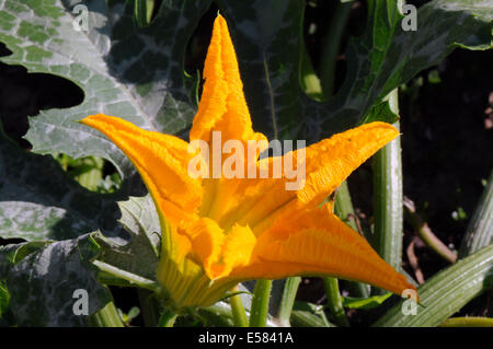 Side-view close-up d'une fleur de courgette sur la plante. Également appelé summer squash ou courgettes. Banque D'Images