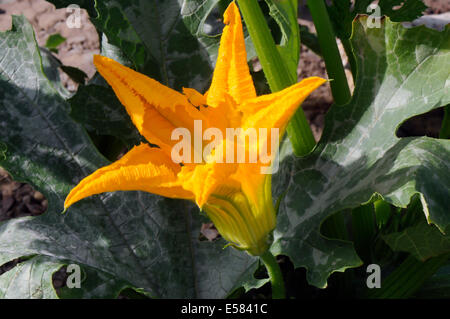 Courgette jaune (courgette) flower close-up. Également connu sous le nom de summer squash Banque D'Images