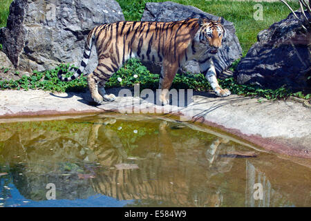 Un tigre de Sibérie par stimulation de l'eau Banque D'Images