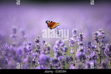 Un papillon paon assis sur des fleurs de lavande au soleil dans le Hampshire, au Royaume-Uni Banque D'Images