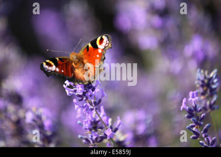 Un papillon paon assis sur des fleurs de lavande au soleil dans le Hampshire, au Royaume-Uni Banque D'Images