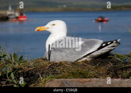 Goéland argenté Larus argentatus assis sur son nid sur le mur du port Tobermory Isle of Mull Ecosse Banque D'Images