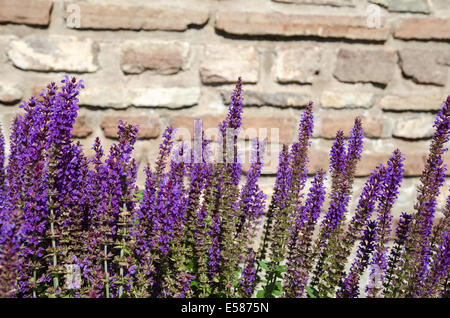Groupe d'oranger fleurs salvia en face d'un mur de briques Banque D'Images