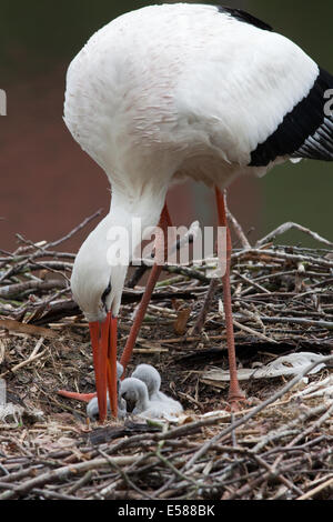 Cigogne Blanche (Ciconia ciconia). À propos d'oiseaux parent à régurgiter les aliments digérés pour ses poussins éclos récemment. Banque D'Images