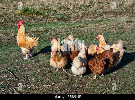 Poules. Banque D'Images
