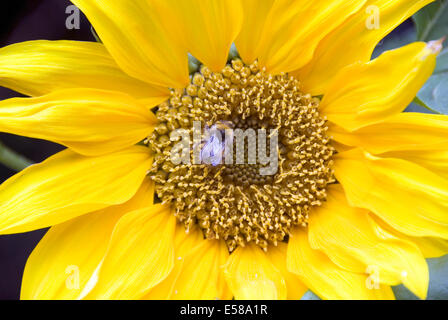 Gros plan sur une abeille la collecte du pollen d'un beau jaune tournesol, UK Banque D'Images