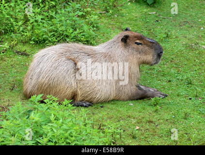 Libre d'un Capybara (Hydrochoerus hydrochaeris) Banque D'Images