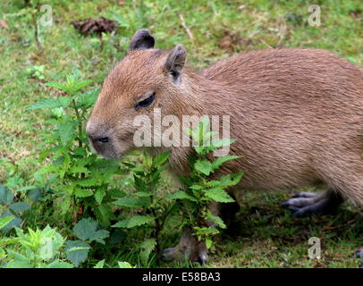 Libre d'un Capybara (Hydrochoerus hydrochaeris) Banque D'Images