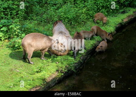 Groupe des capybaras (Hydrochoerus hydrochaeris) au bord de l'eau Banque D'Images