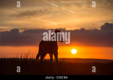 Poneys au coucher du soleil, le Beacon Dunkers près de Exmoor Banque D'Images