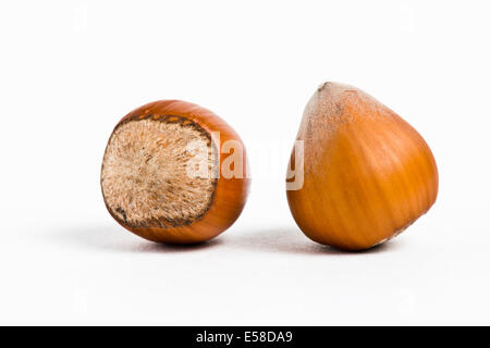 Les noisettes isolé sur fond blanc, macro image Banque D'Images